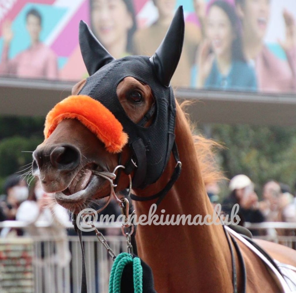 まねき馬 (@manekiumaclub) / Posts / X