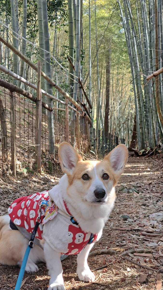 RT @0326Zu: おこんばんワン 今日の朝ん歩🐾で📸 途中で枝見っけたワン🐶
