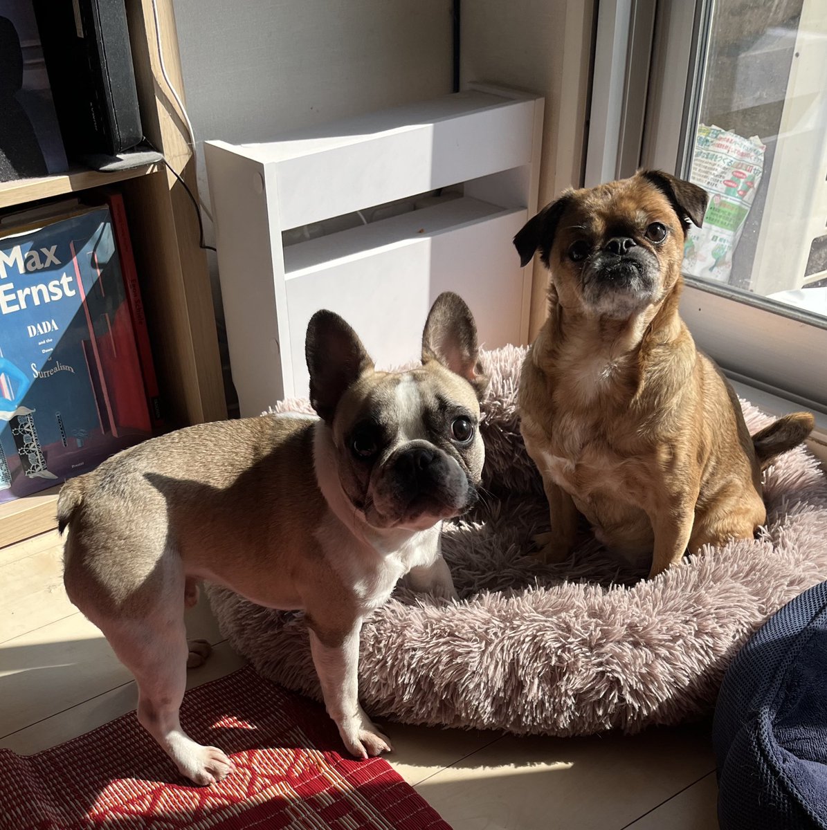 お散歩でフレンチブルドッグ2匹連れてる方に遭遇して遊ばせてもらっ