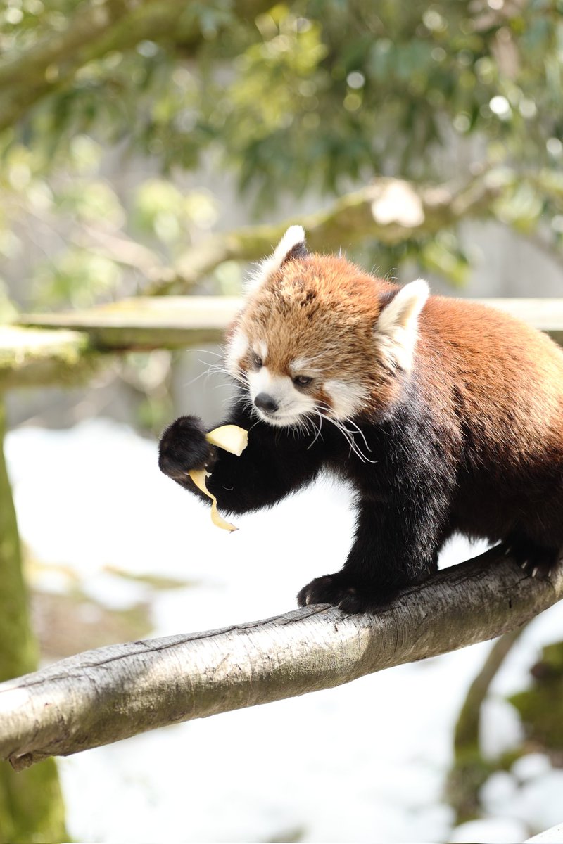 リンゴ🍎美味しい 😋 #かえで🍁#レッサーパンダ #いしかわ動物園