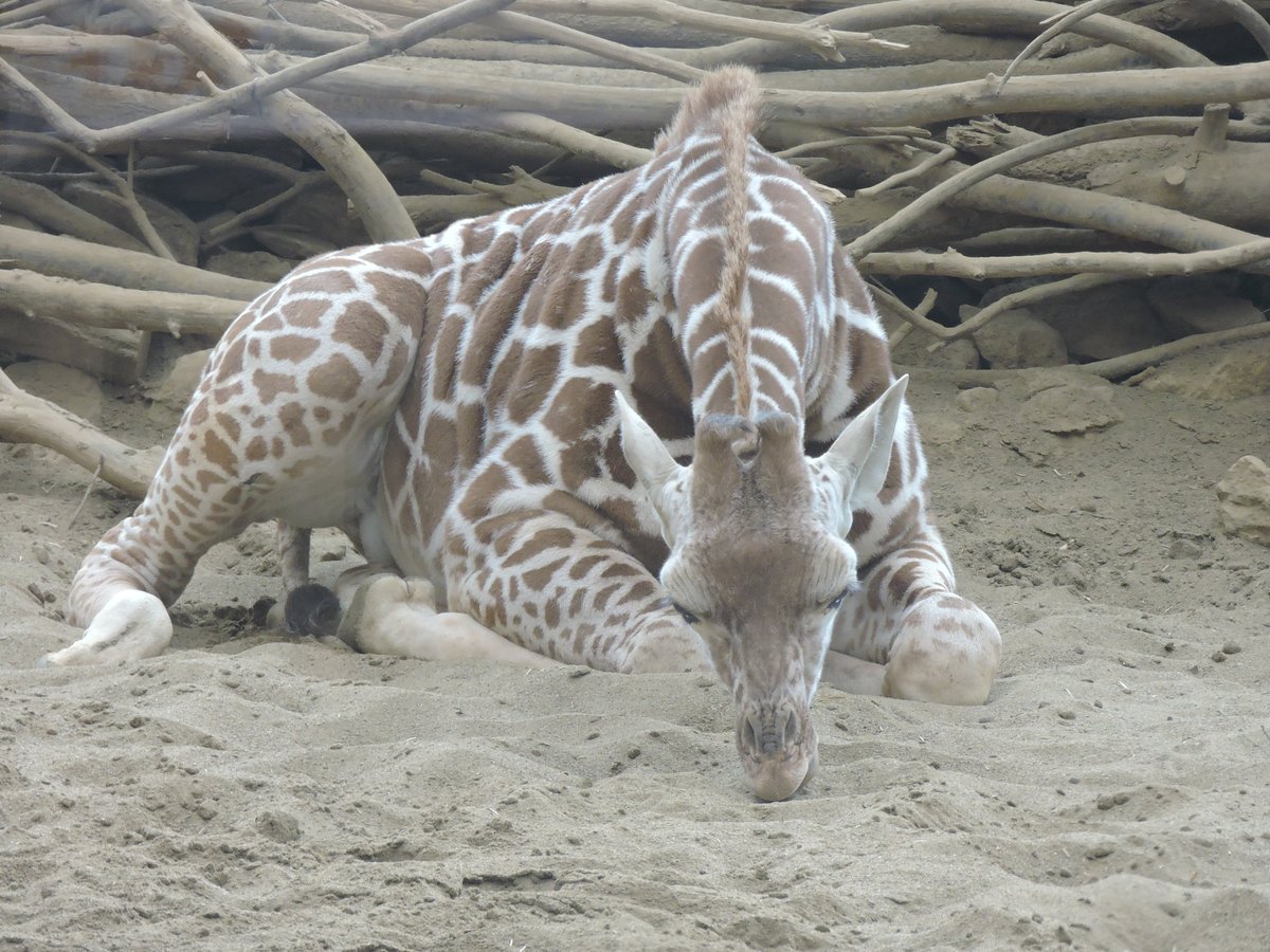 座るキリンのジャンプ。 4枚目はたまたま家政婦っぽくうつりました