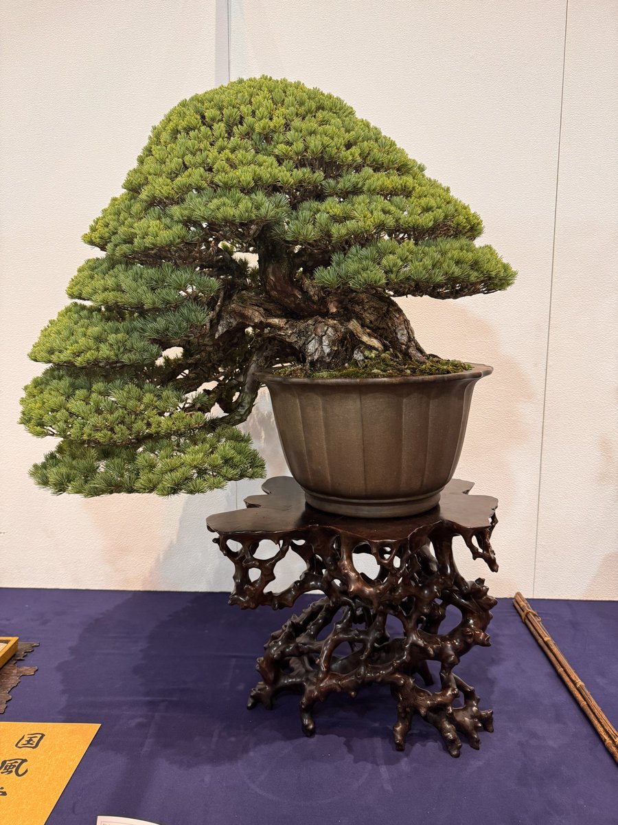 国風展には黒松、赤松、真柏、五葉松、杉などバリエーションに飛んでる