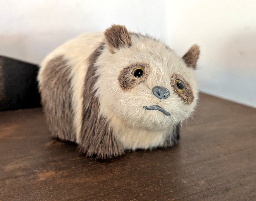 カフェで出会った茶色い毛のパンダ、親近感をもって、そんな子もいるの