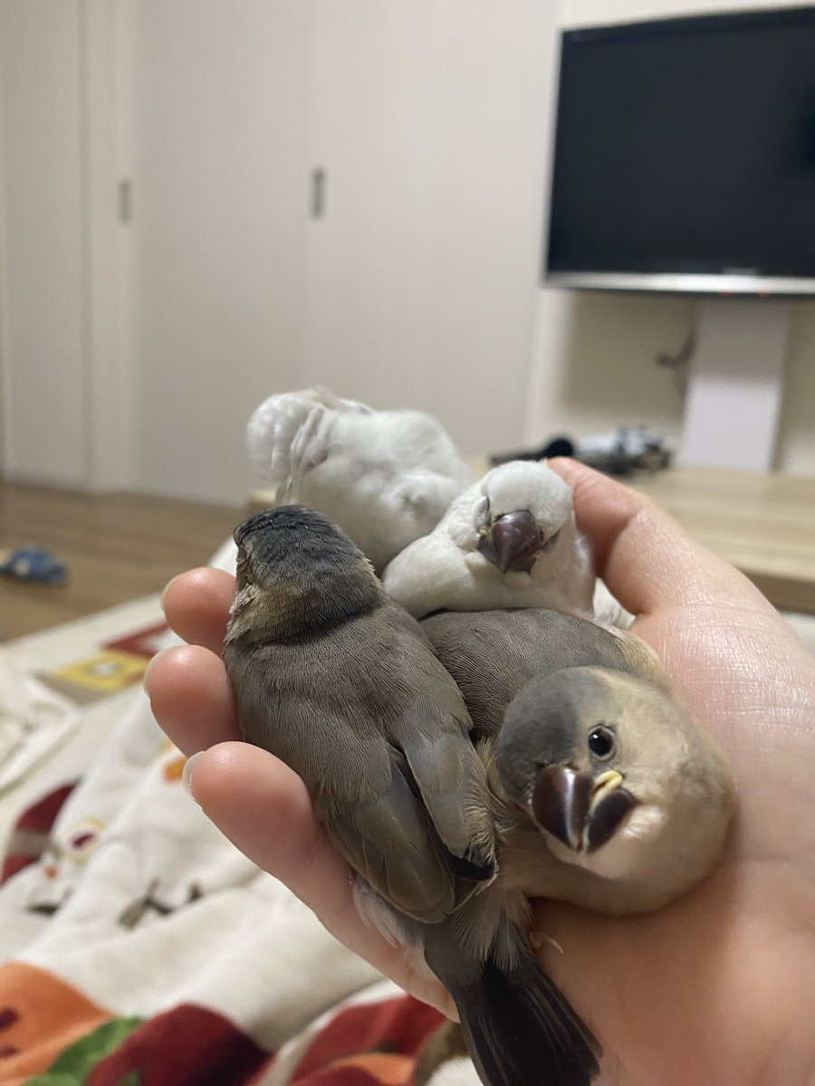 っ'ヮ'c)ﾜｱ(・∇・)みんな♡- ̗̀ ヵヮィィ ̖́-♡子達宝( •́ɞ•̀)物だね