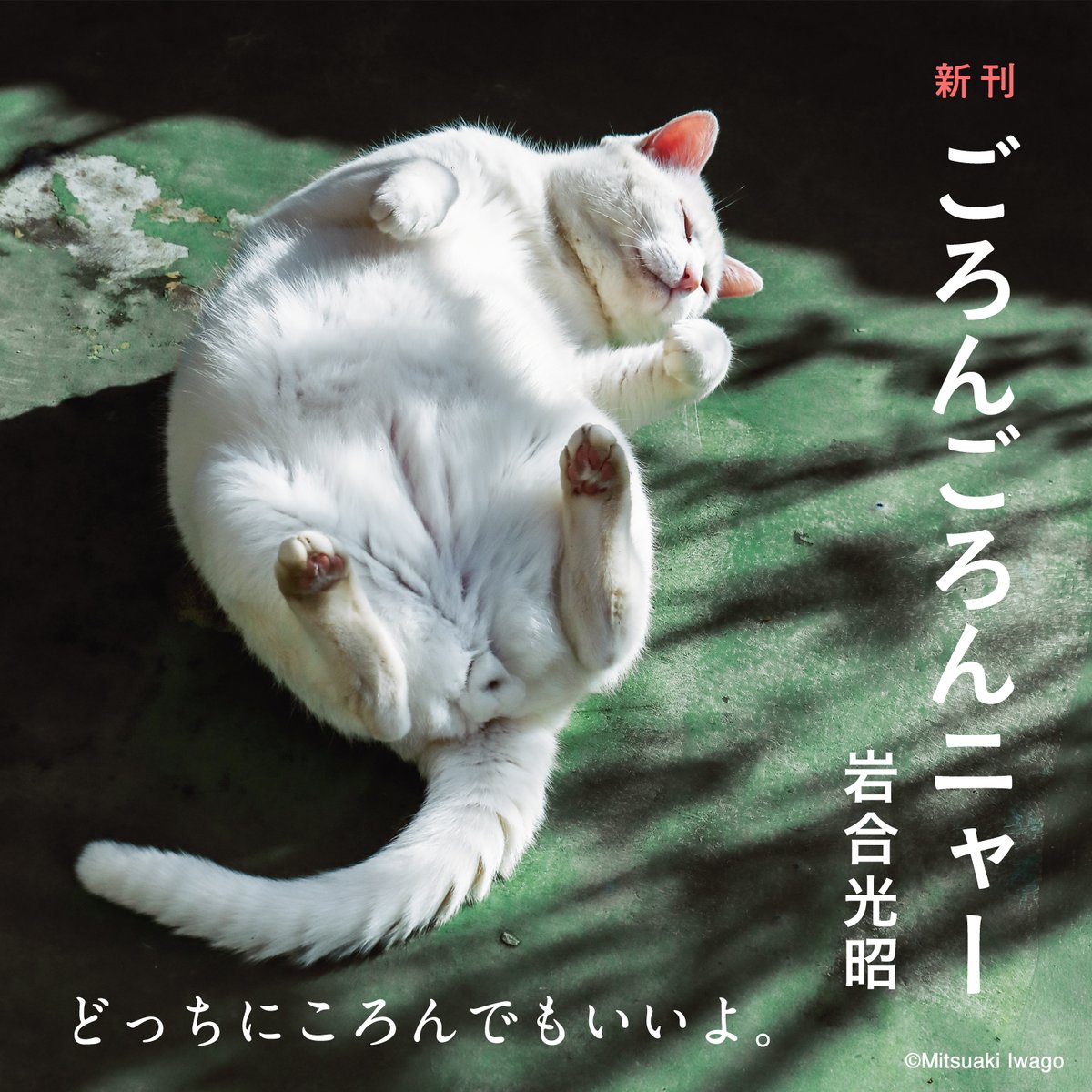 岩合光昭 (@lion007) / Posts / X