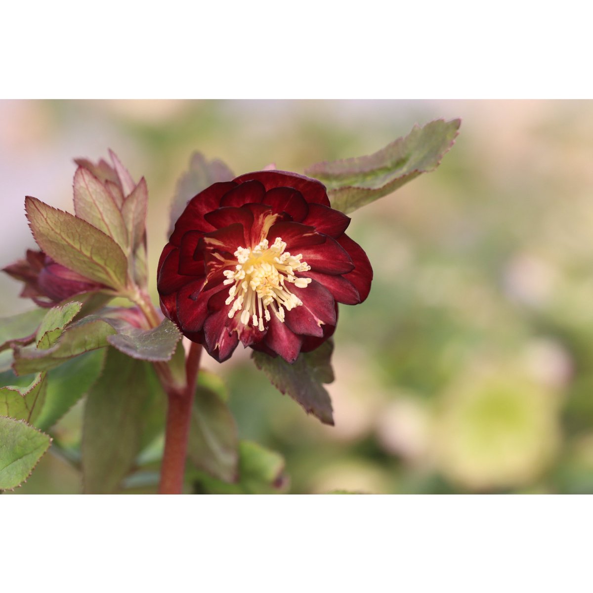 ohgi_nursery (@OhgiNursery) / Posts / X