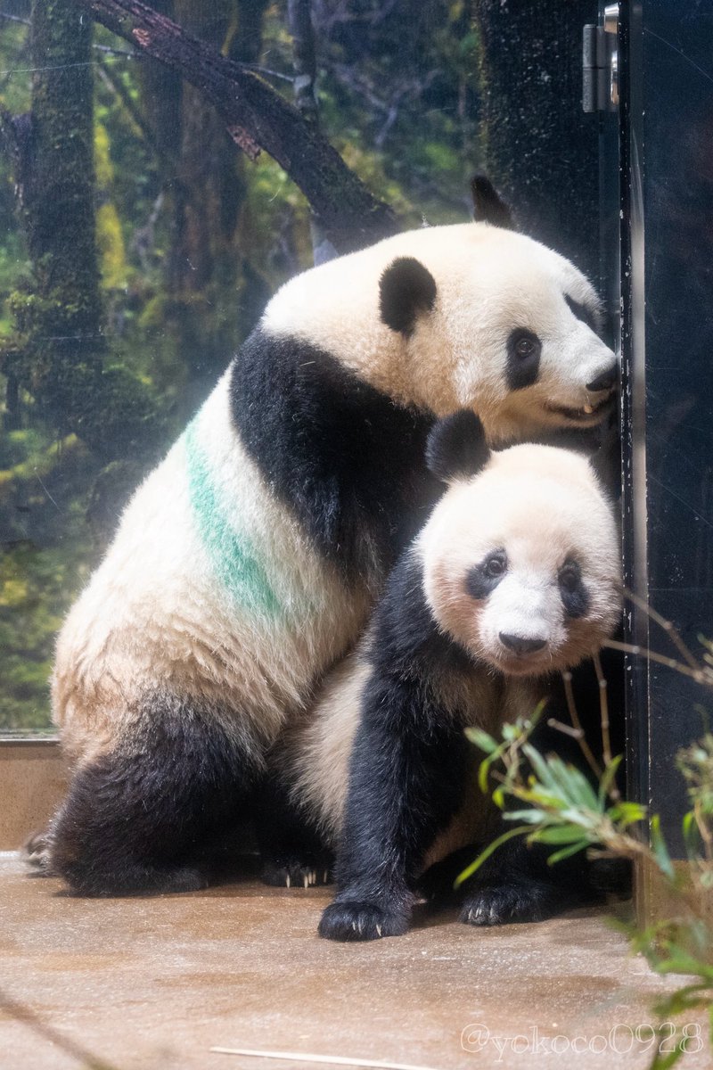 💚🧡2024.2.17のシャオさんとレイちゃん🐼🐼 #シャオシャオ #暁暁