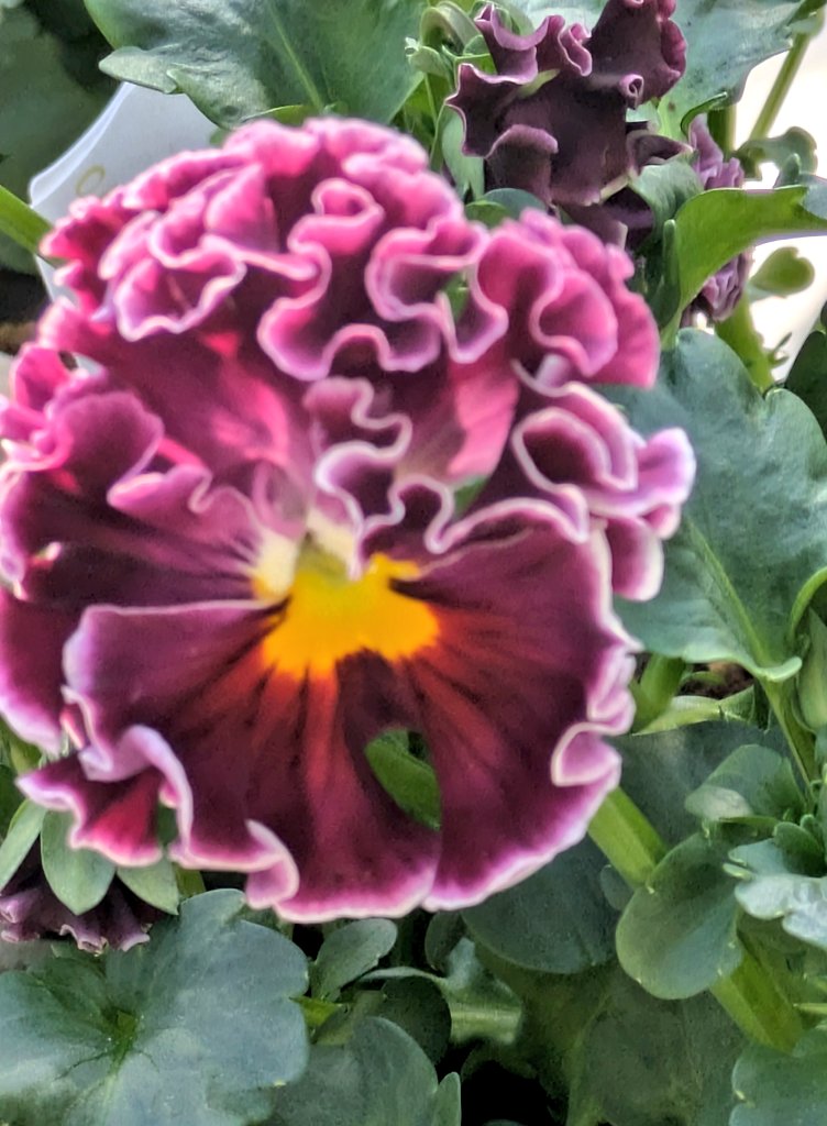 のんちゃんにﾎﾟﾁｯ💜