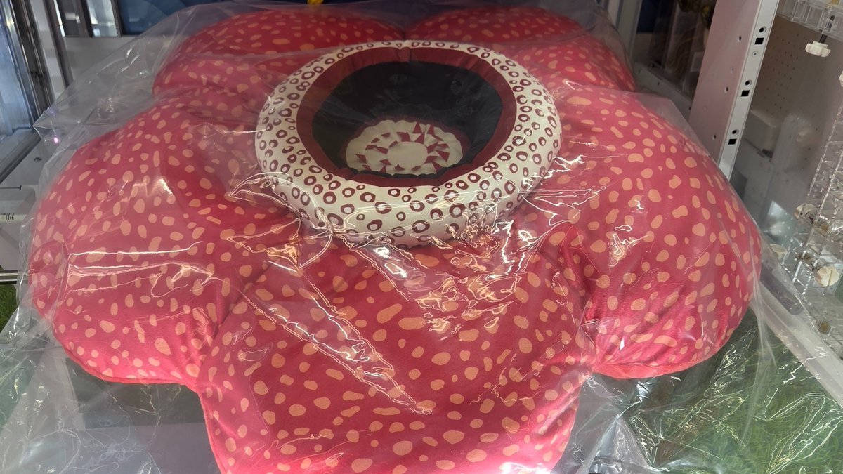 最大の花「ラフレシア」BIGクッション』投入中✨️ 部屋に置けば