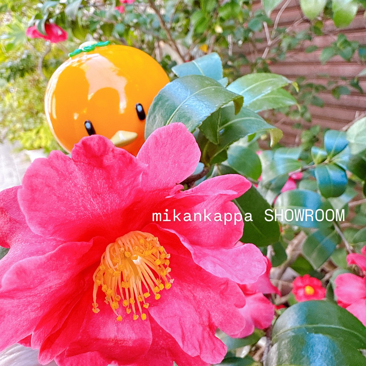 こんにちは🍊 2月18日水曜日、SHOWROOM、オープンしております✨ 今週
