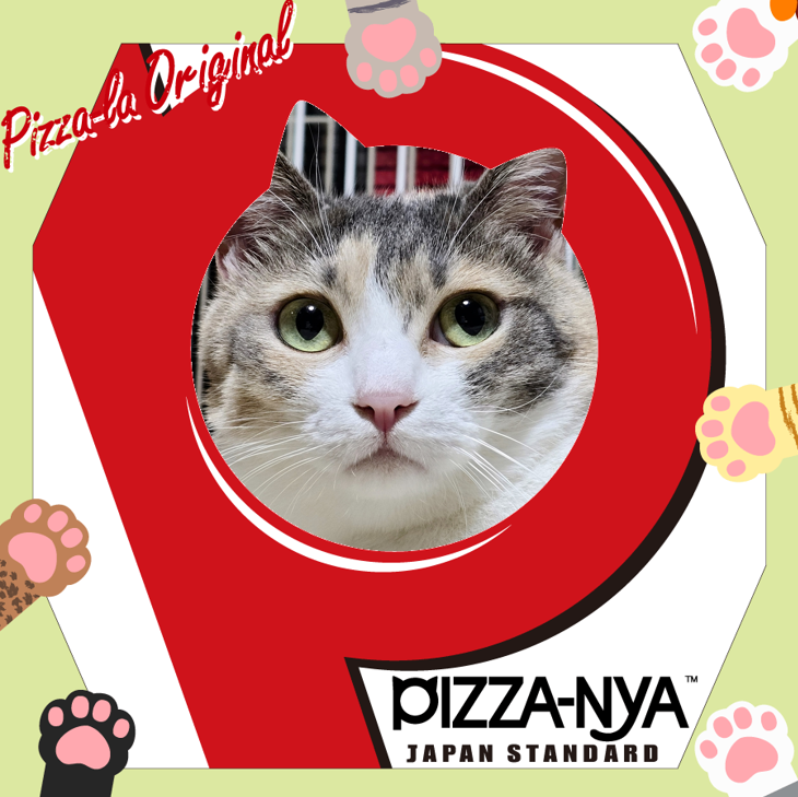 こんな感じで使ってみてね！🐱❤️