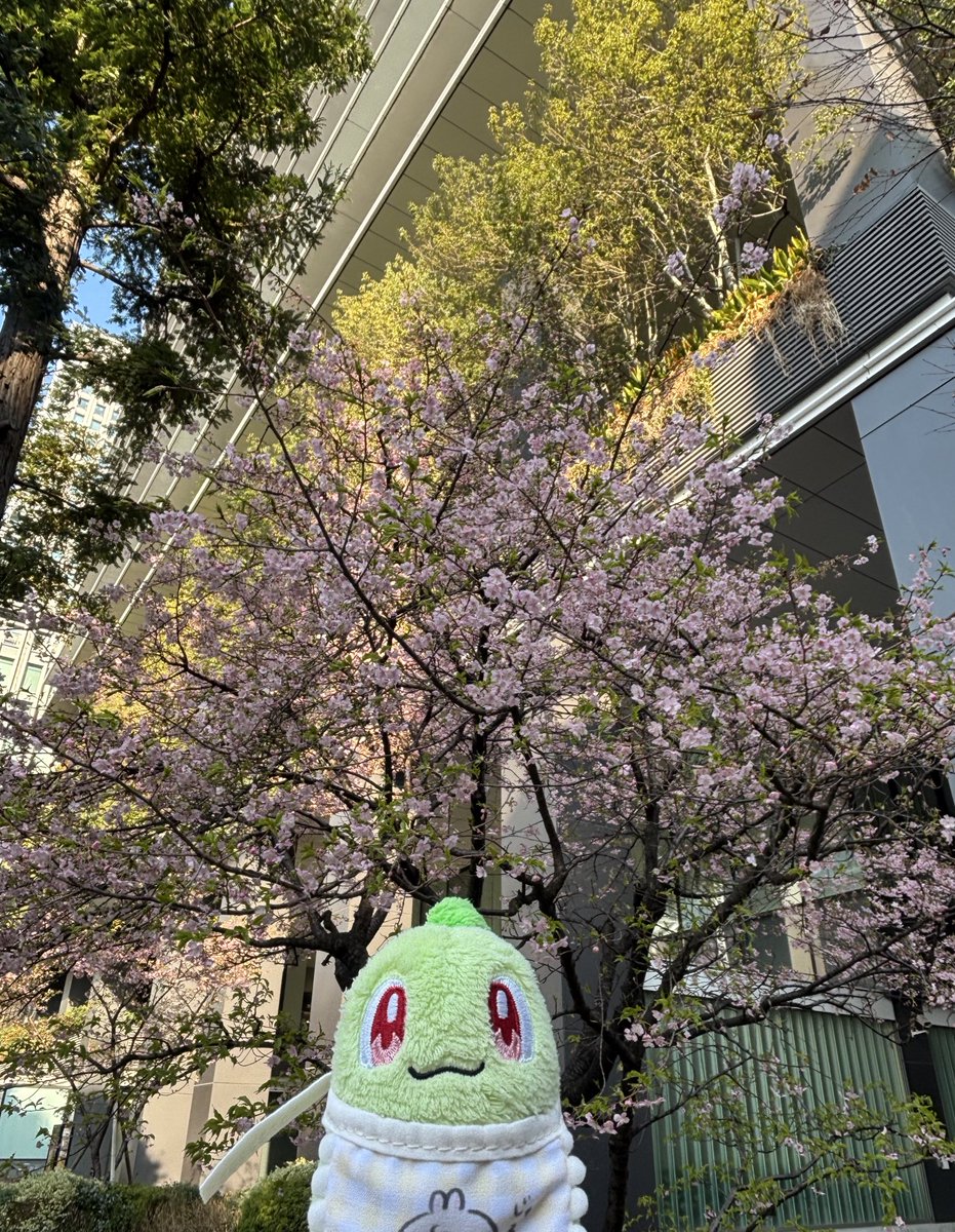 Post by 🌱🍓 on X: 「さくら！」