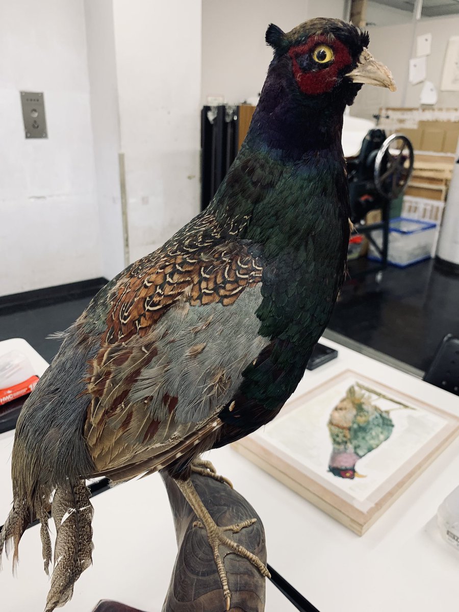 本日の木曜水彩教室🖼️ みんなで鳥を描きました。 「キジ」「サギ