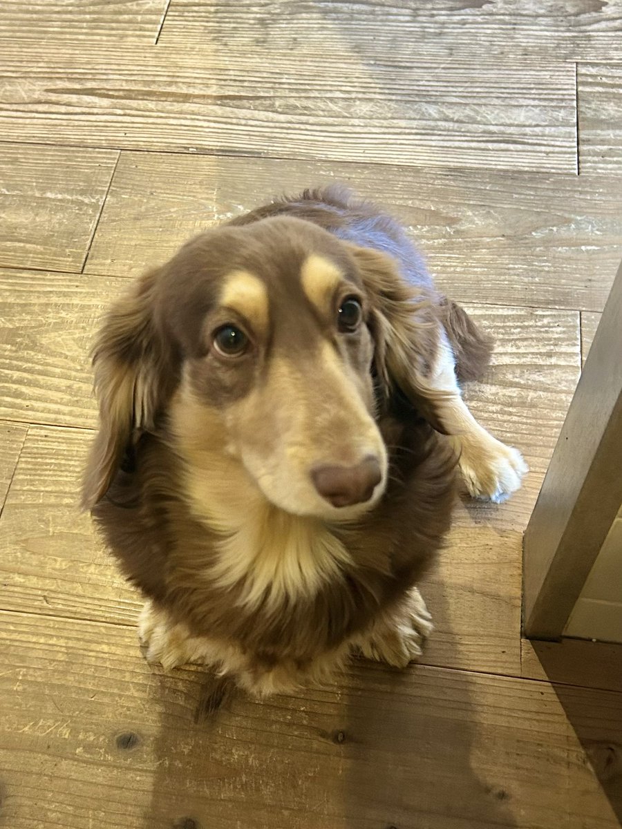 メシまだ？ #ミニチュアダックス