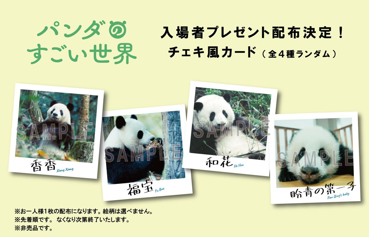 パンダのすごい世界』来場者プレゼント》先着で「チェキ風カード」を