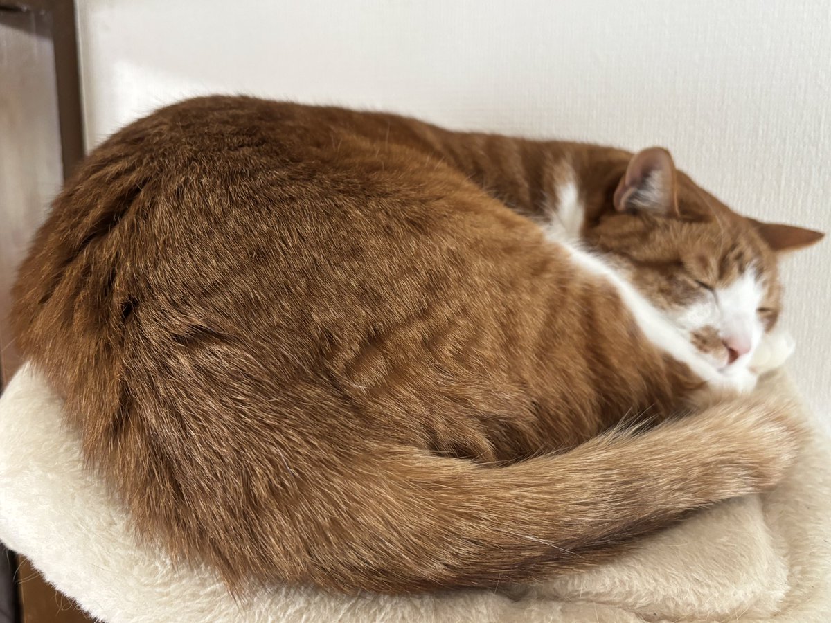 寝るのが仕事 #猫のいる暮らし #茶々丸