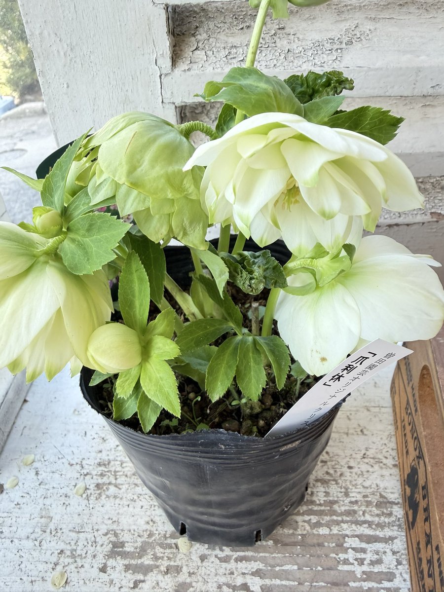 今日は爪利休のご紹介を。曽田園芸さんの利休は色んなバリエーションが