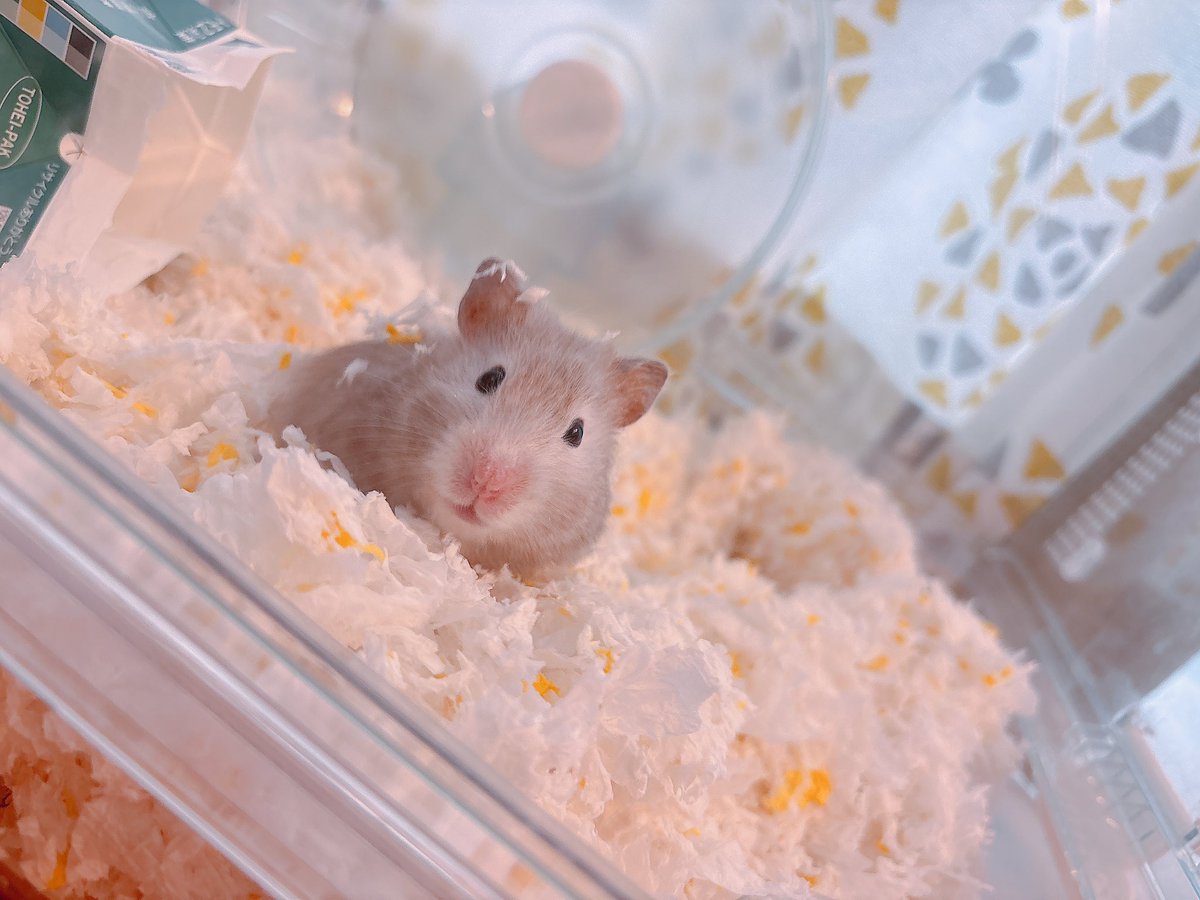 Post by ハムちゃん🐹 on X: 掃除されて滅