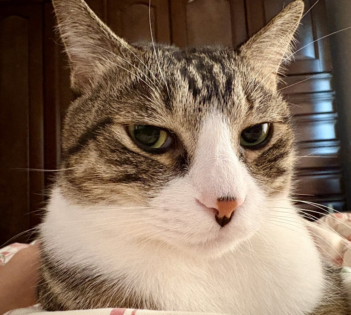 おはようございます🐈🐾 うちのボスまさむね♥️ 起きました❣️ #ねこ