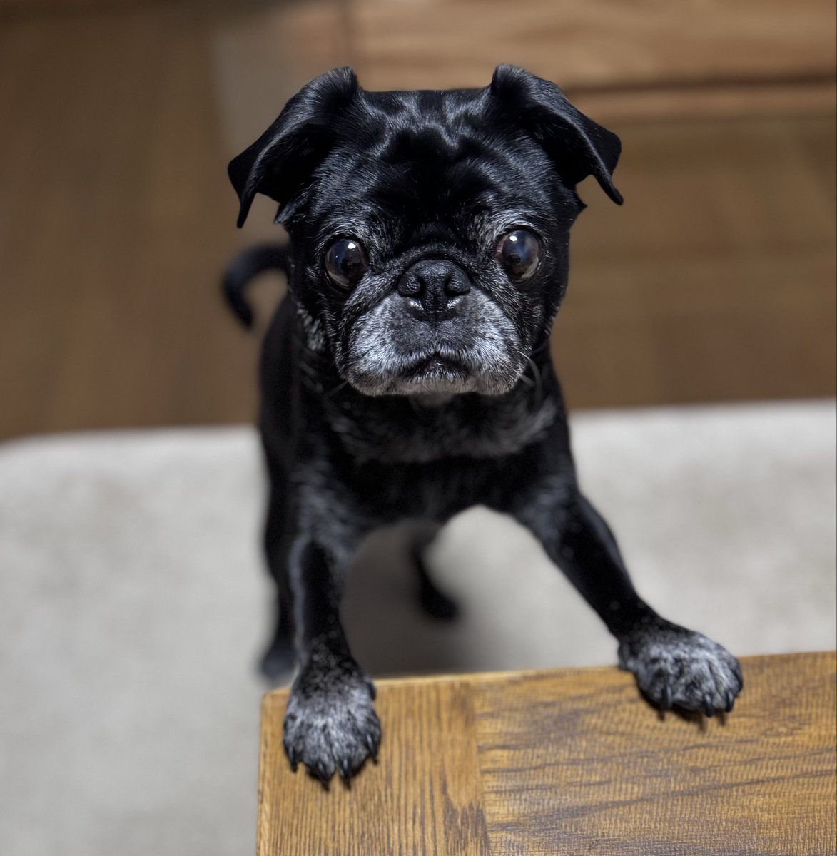 な！なんと！ #PUG #pug #パグ #黒パグ