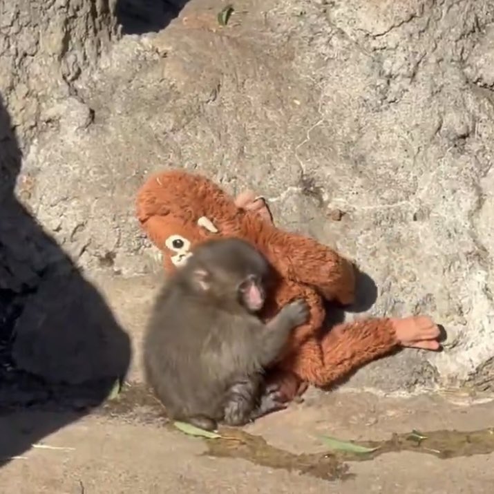 More pictures of Punch, the monkey.