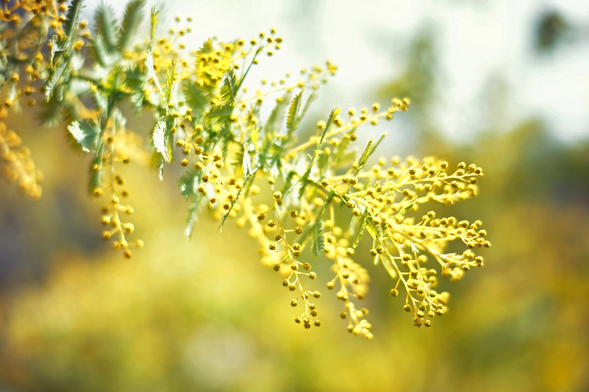 柔らかな陽ざしの中、ミモザの蕾が黄色く色づき、ふわふわと風に揺られ