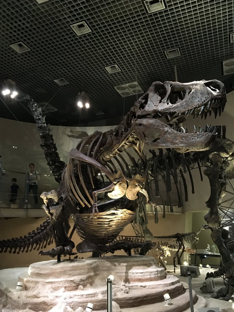 国立科学博物館のティラノサウルスってなんで座ってるんだろうな