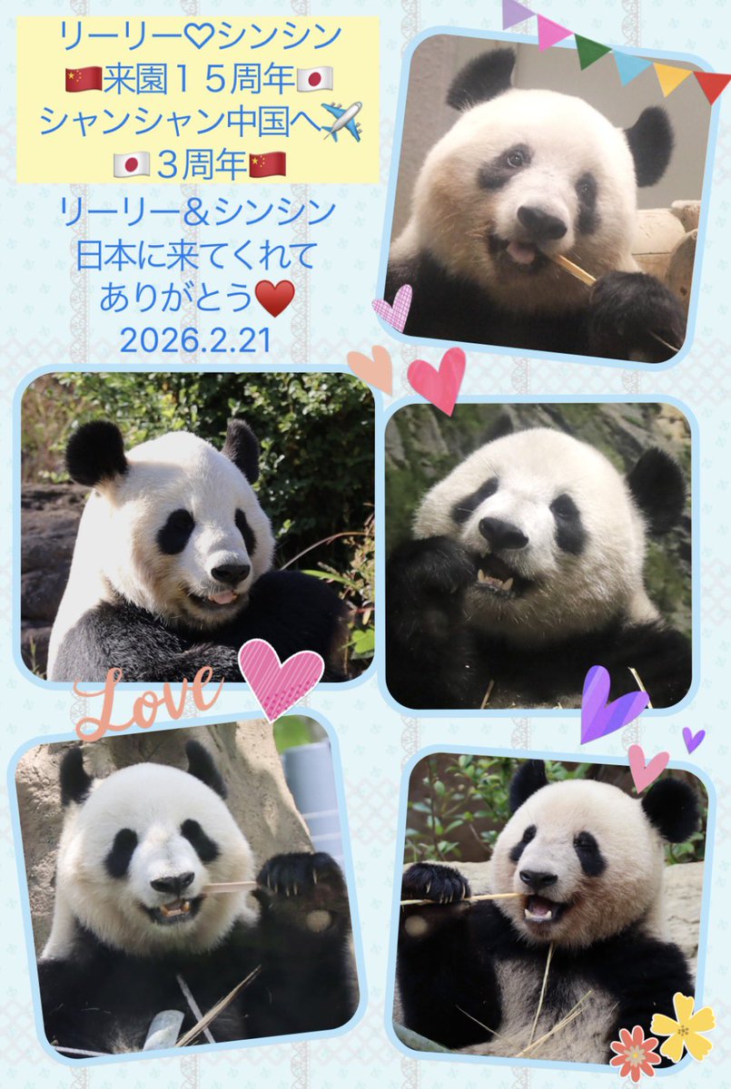 今日はリーリーとシンシンの来園記念日 🇯🇵✈️ 🐼🌰🐼🍙 そして