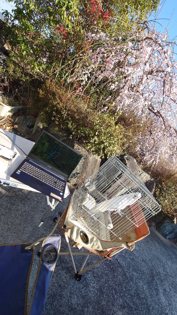 かずっぺ (@f31_leopard_xs) / Posts / X