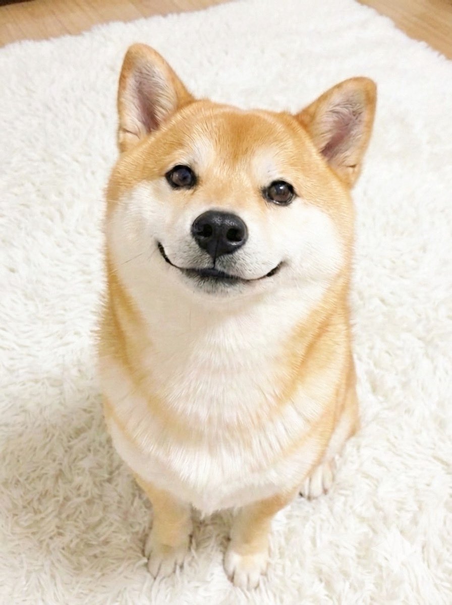 柴犬·͜·♡もも (@momonosekaiii) / Posts / X