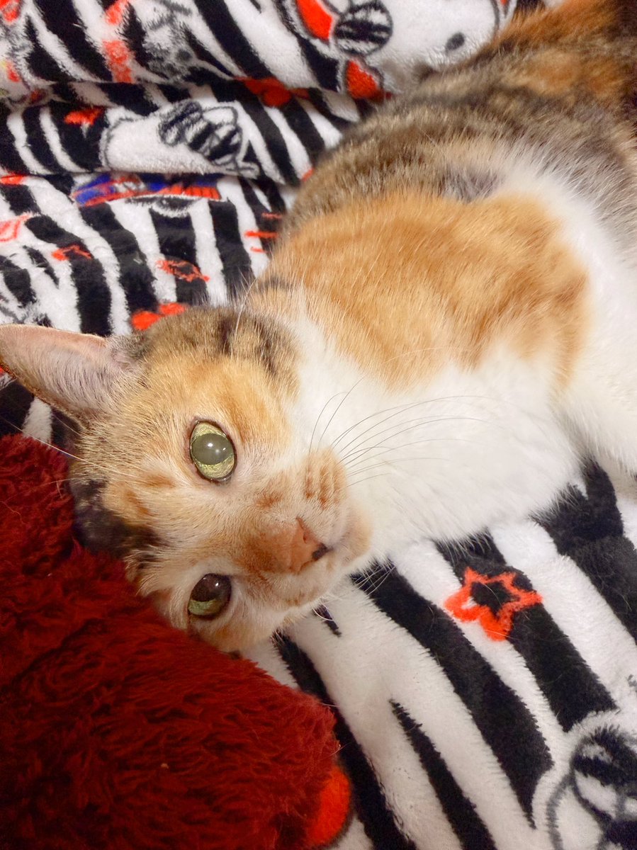 Post by あめちゃん🐱 on X: 🐱