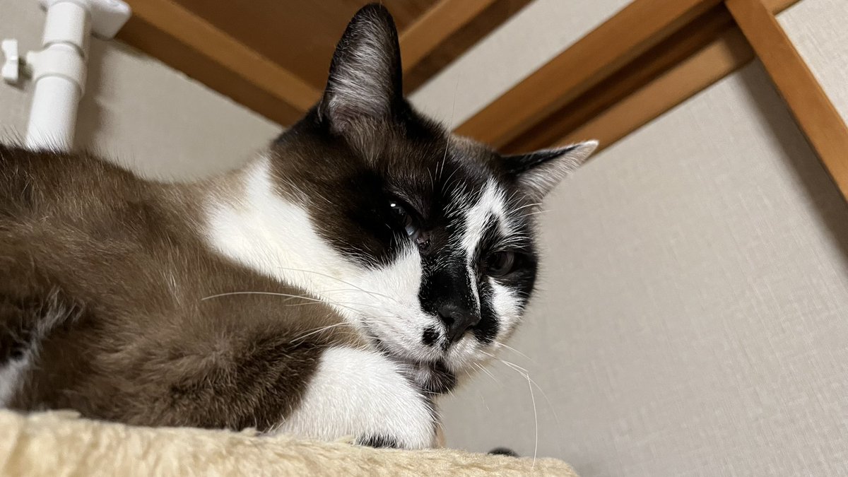 撮れたてねこちゃん #猫の日