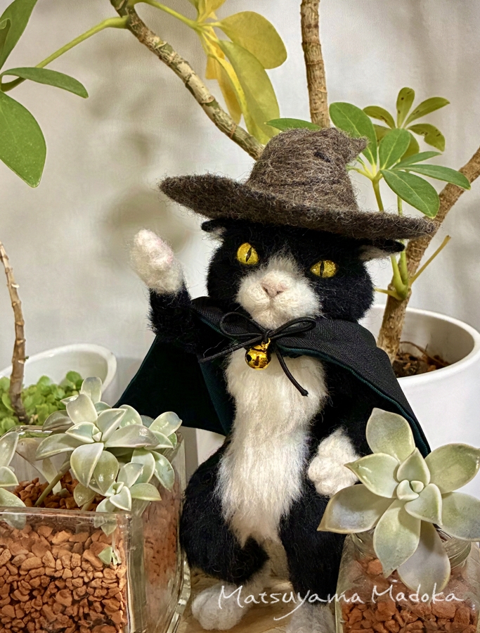 猫の日！🐱 羊毛フェルトのまほうつかいねこ。と、我が家の植物。