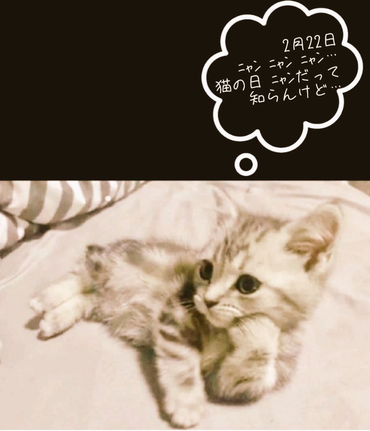 おはようございます ﾆｬﾝ ﾆｬﾝ ﾆｬﾝ…2月22日 ねこの日で ｺﾞｻﾞｲﾏｽ ฅ