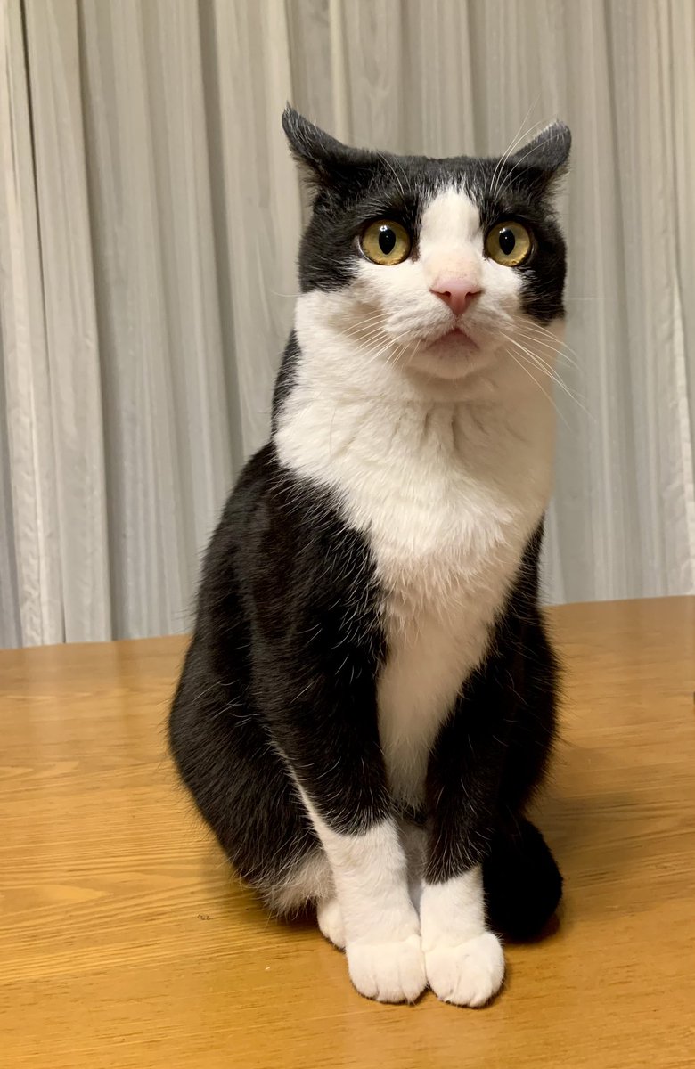 ってことで、ねこの日の白黒ハチワレさん集まれーって言ったら2000