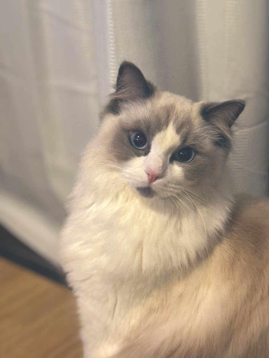 2/22 にゃん！にゃにゃん！ #猫の日 にゃんですって、 #アッシュ くん