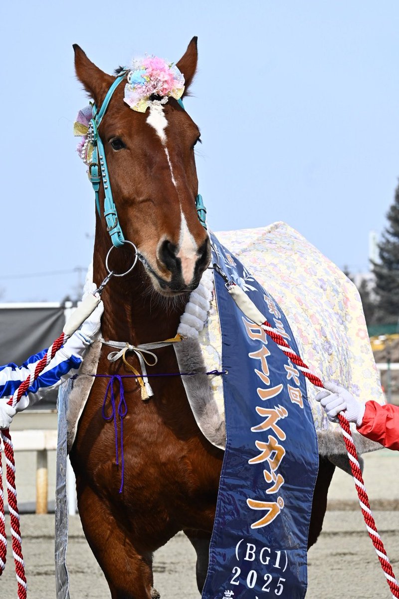 今日も凛としておった女王様 #ばんえい競馬 #サクラヒメ
