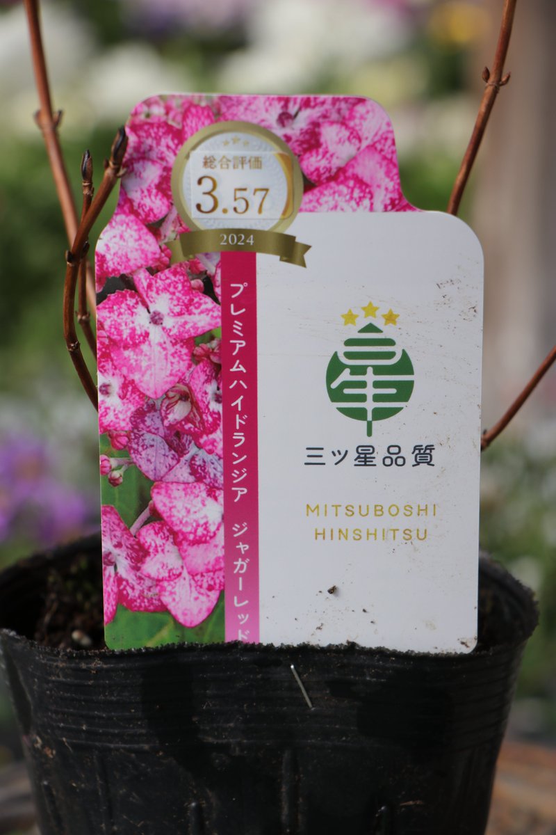 深みのある赤が印象的❤️ アジサイ「ジャガーレッド」入荷しました