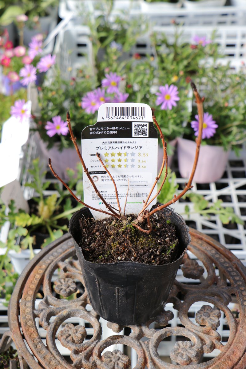 深みのある赤が印象的❤️ アジサイ「ジャガーレッド」入荷しました