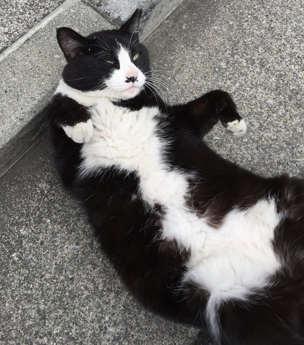 猫の日😸 だいぶ昔に地元の住宅街で見かけたハチワレニャンコです(=^ェ^=)