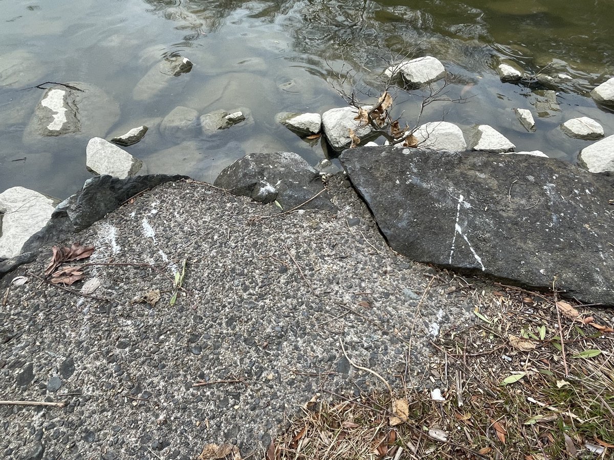 カモに石を投げるクソガキが多くて鳥が殆どいなかったけどカワセミの