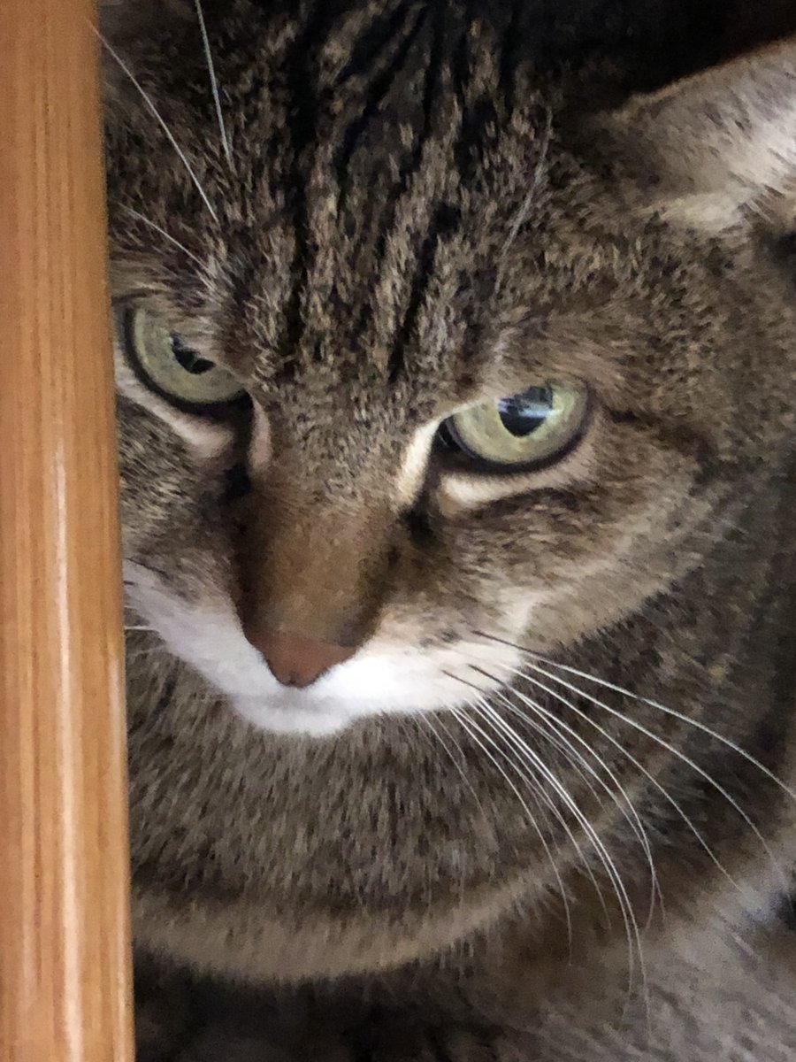 猫さんの日！！という事で皆様に特別スペシャルハッピープレゼントです