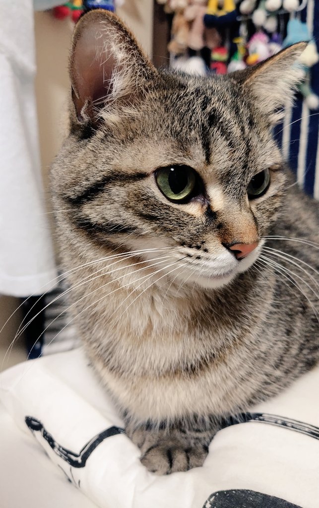 ゴロー🐾 (@cat_56chan) / Posts / X