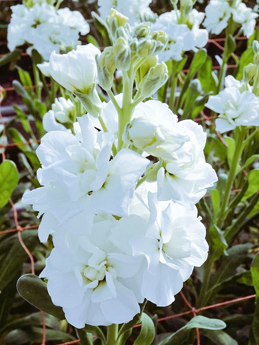 🍒✨のん✨🍒のんちゃん❤︎ポスト📮見てね🍀 (@auUuF4SrC9SuGMY