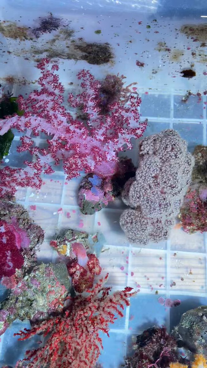 アクアリウム インテリア ウミウチワ 工作 造形 天然素材 塩抜き 海