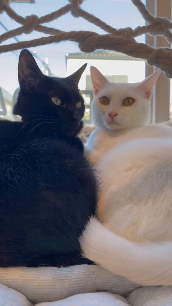 💖💘💞💖💘💞💖💘💞💖💘 💖💘💞尊すぎる💖💘💞💖💞 💖💞💘💖💞💘💖💞💘💖💞