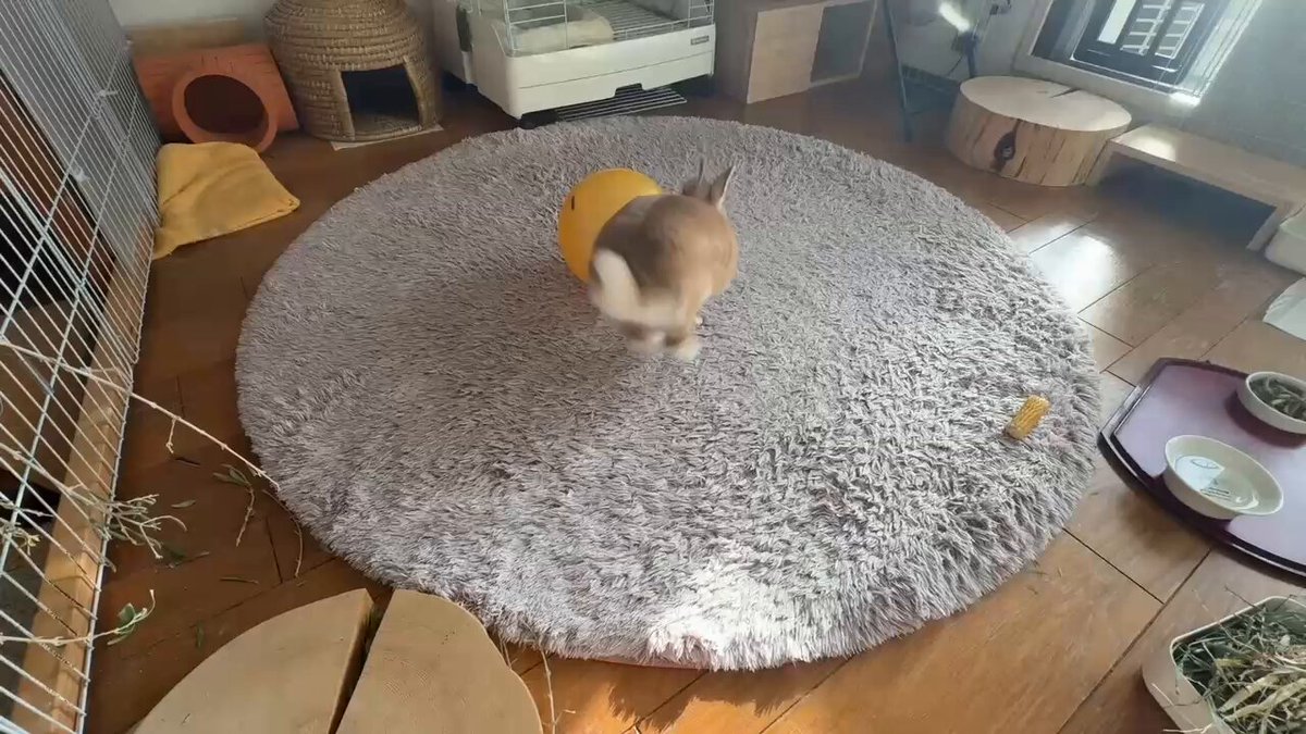 i could watch this all day