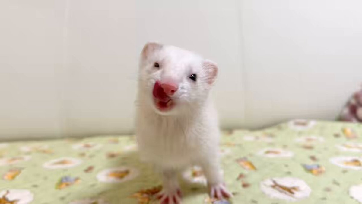 Post by Shiro 💎✨️ on X: WHAT