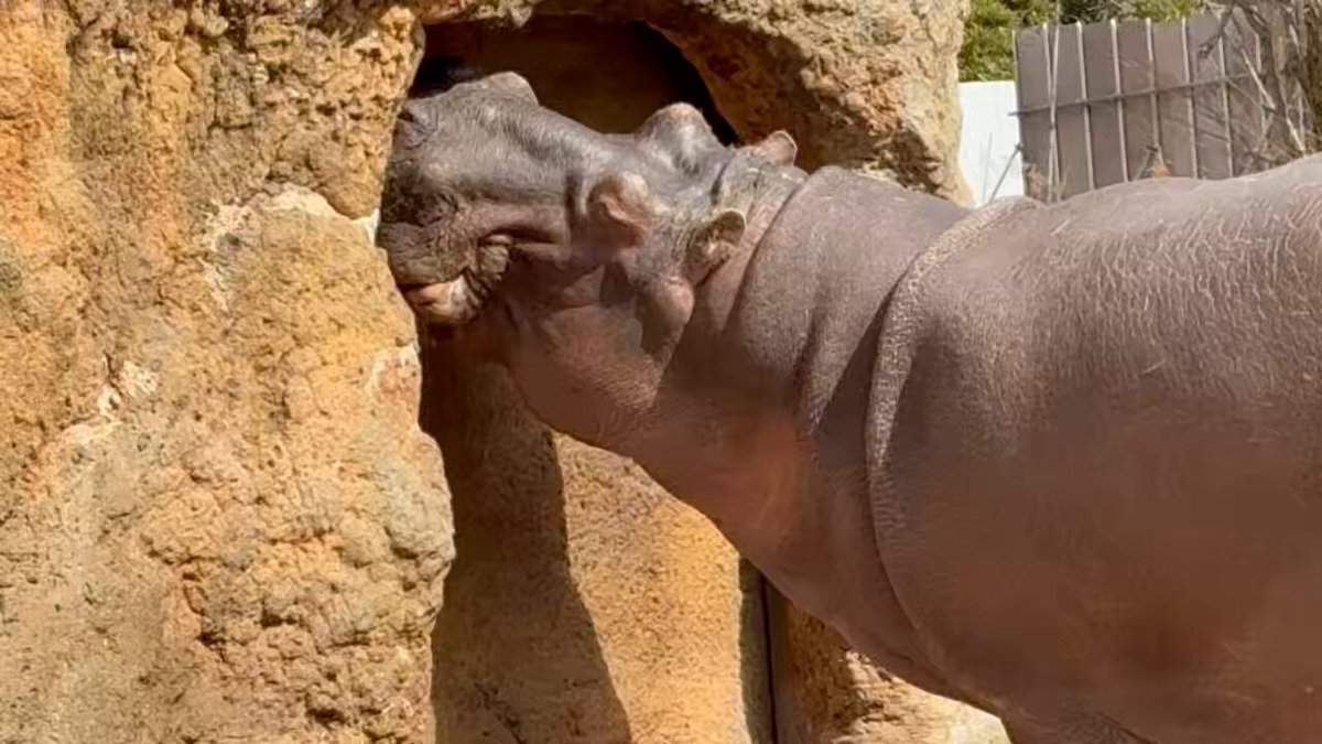 うららかな日差しのなか 静止画のような動画をお届けします😊 2026-2