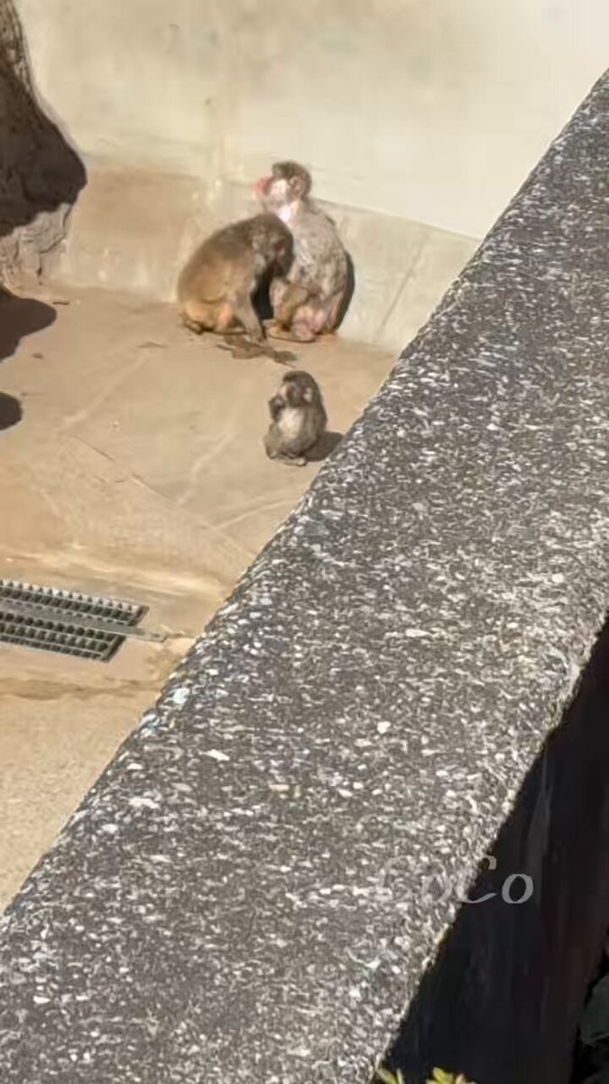 先輩猿がスイッチ入るまでちょっと間があるのがリアル感あって草